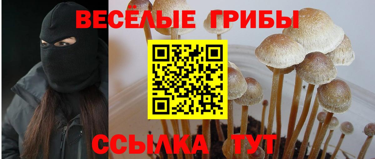 где найти наркотики  Псилоцибиновые грибы Cubensis  Вход с VPN  Апатиты 